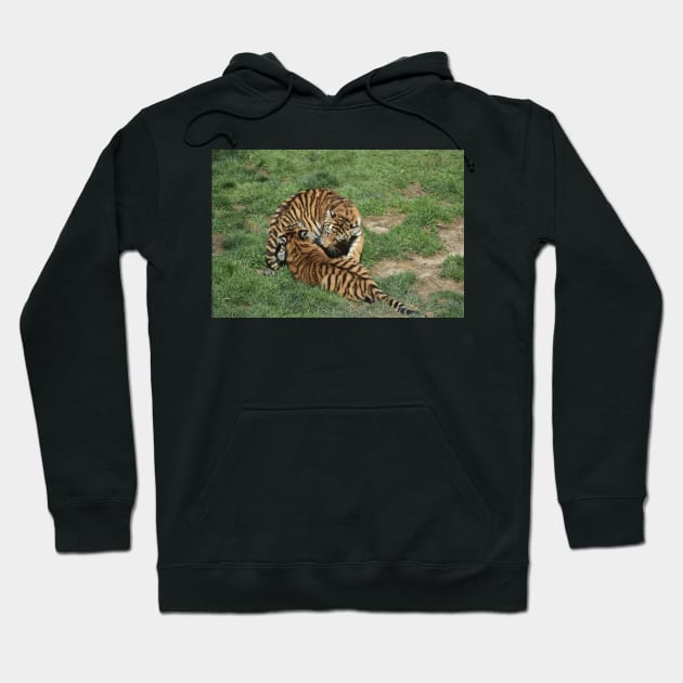 Tiger Cubs Hoodie by MarieDarcy